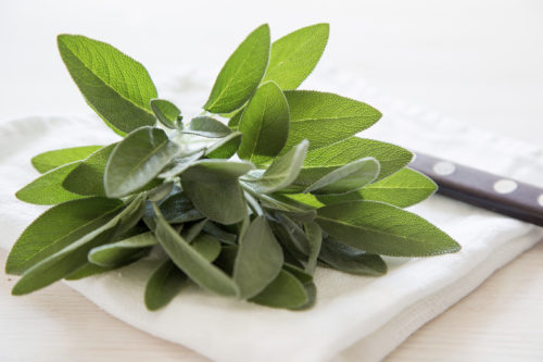 A bunch of fresh sage on light wooden table. Selective focus.
